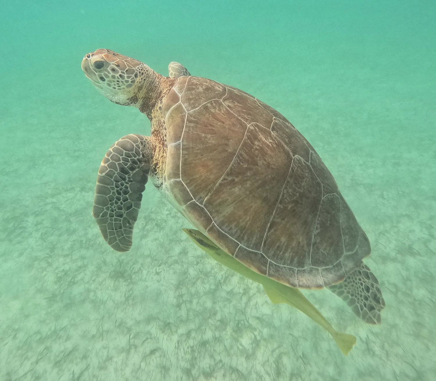Green sea turtle over seagrass at Akumal Bay on a Tulum cenote turtle swim tour, Mexico