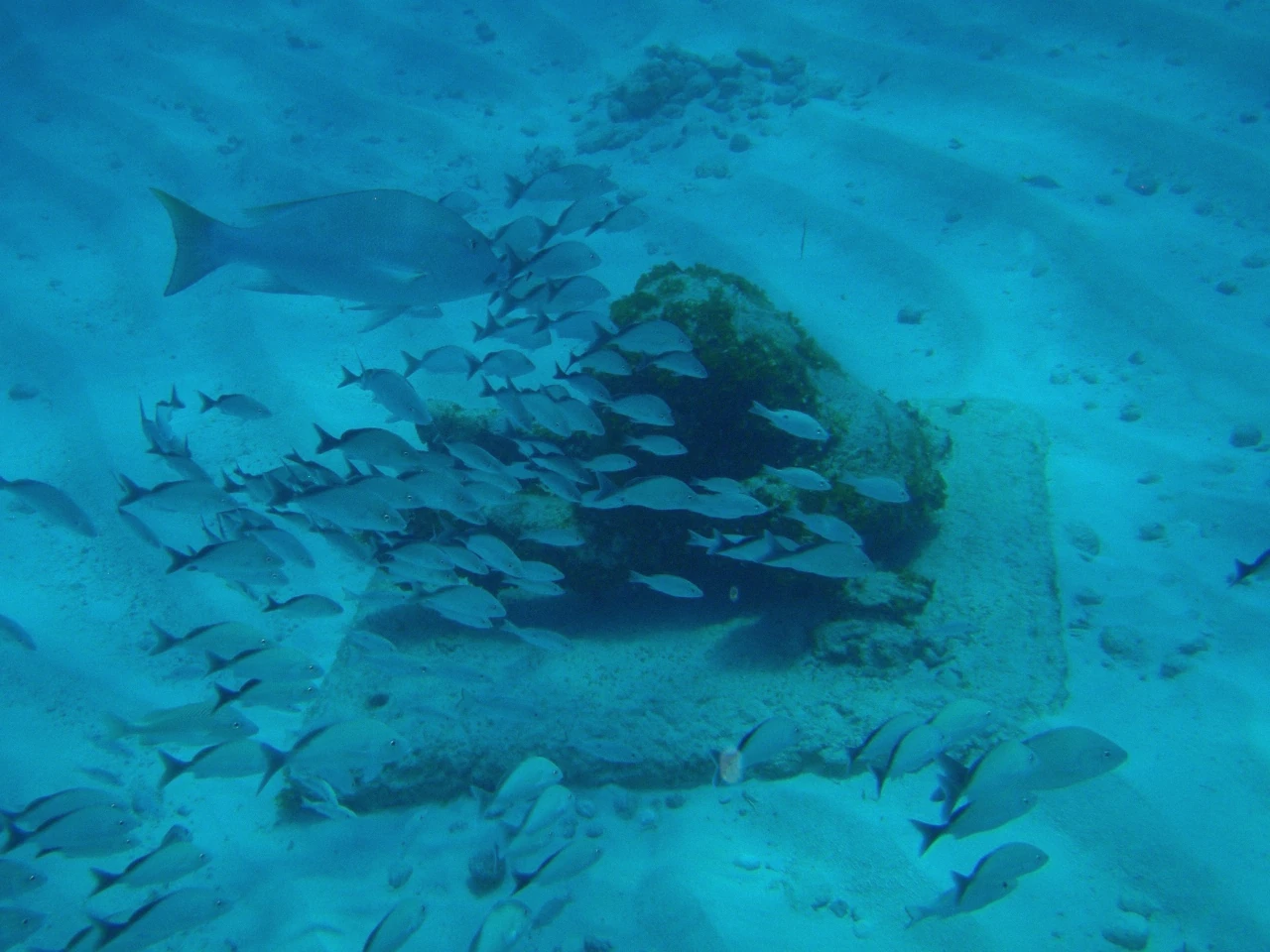The Disgraced Politicians sculpture installation underwater at MUSA near Cancun, Mexico