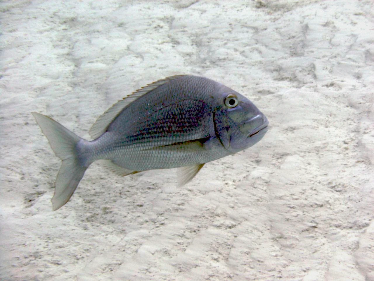 Reef fish on a Caribbean barrier reef like the ones off Cancun, Mexico