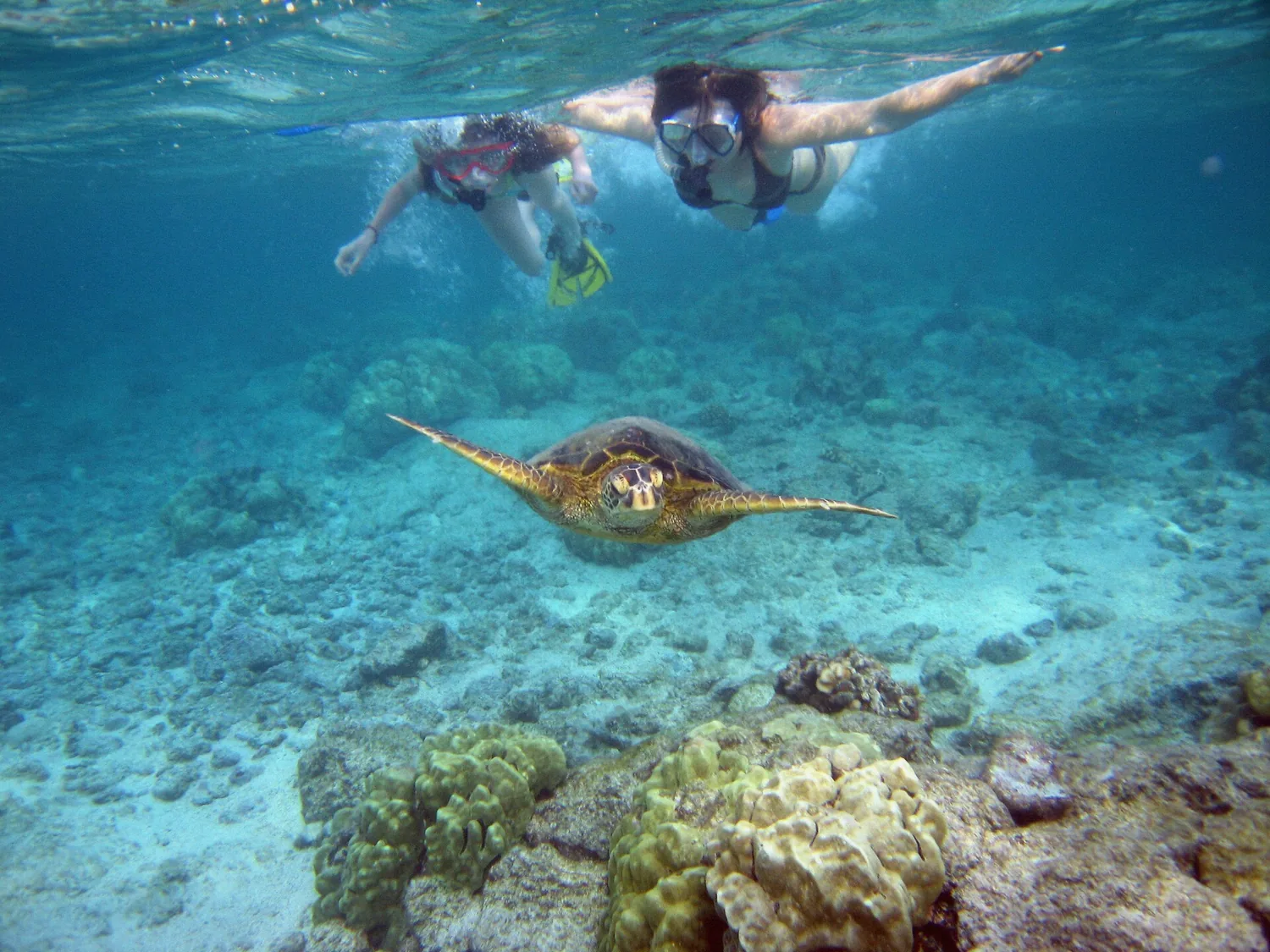 Snorkeler swimming alongside a green sea turtle in clear blue water