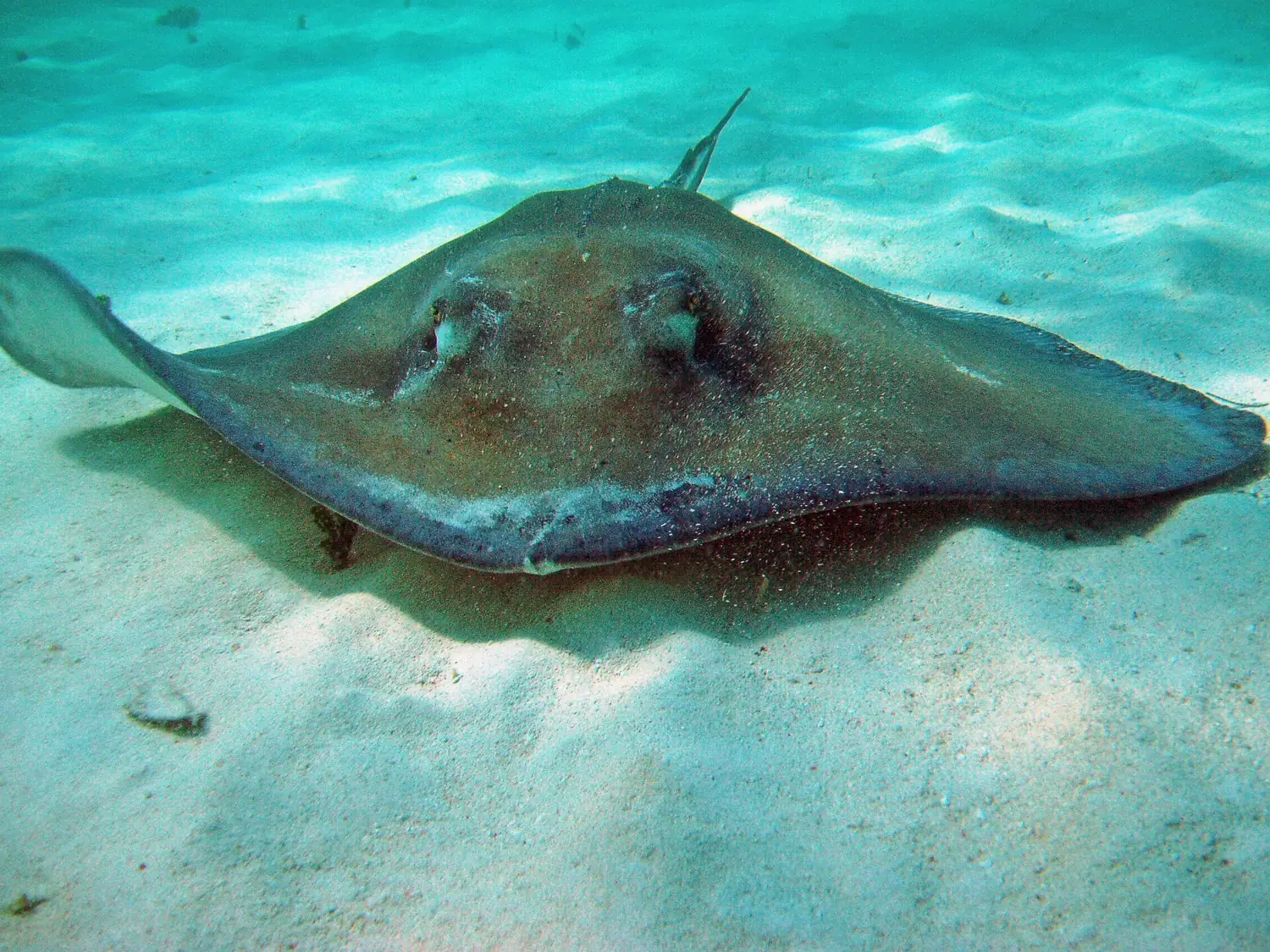 Southern stingray on sandy Caribbean seabed similar to Cancun snorkel sites